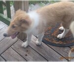 Small Photo #5 Collie Puppy For Sale in WILMINGTON, NC, USA