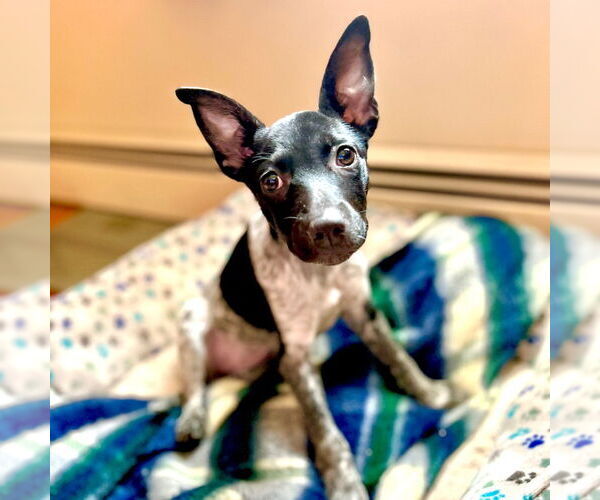 Medium Photo #10 Mutt Puppy For Sale in Canton, CT, USA