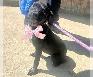 Chihuahua-Unknown Mix Dogs for adoption in Houston, TX, USA