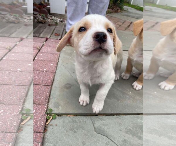 Medium Photo #1 Labrador Retriever-Unknown Mix Puppy For Sale in Derwood, MD, USA