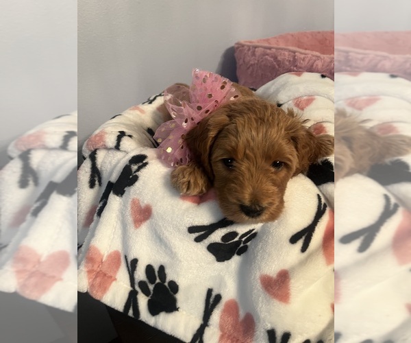 Medium Photo #6 Goldendoodle (Miniature) Puppy For Sale in LOVES PARK, IL, USA