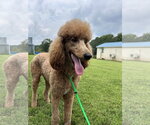 Small #5 Poodle (Standard)