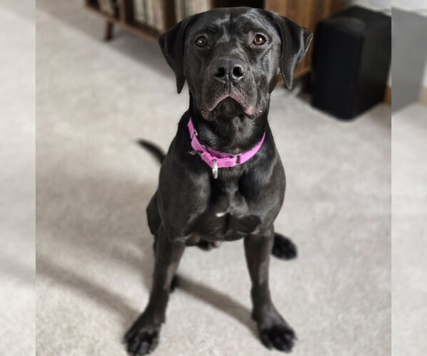 Medium Photo #24 American Pit Bull Terrier-Unknown Mix Puppy For Sale in Fargo, ND, USA