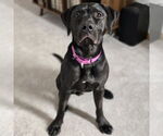 Small #23 American Pit Bull Terrier Mix