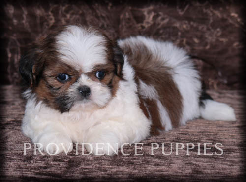 Medium Photo #15 Shih Tzu Puppy For Sale in COPPOCK, IA, USA