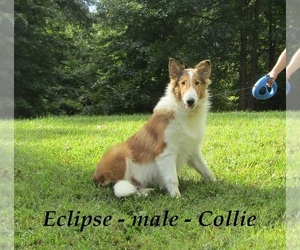 Collie Puppy for sale in OWENTON, KY, USA