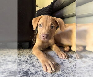 **JASPER** - Male Labrador Retriever-Unknown Mix Dog for Adoption