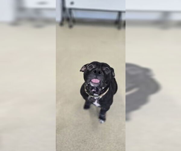 Medium Photo #3 Mutt Puppy For Sale in Oskaloosa, IA, USA