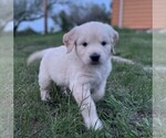 Small Photo #1 Golden Retriever Puppy For Sale in BENNETT, CO, USA