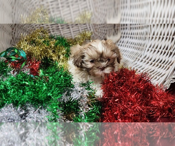 Medium Photo #13 Shih Tzu Puppy For Sale in GREENWOOD, WI, USA