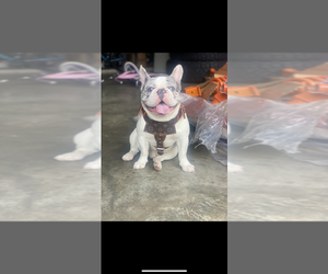 Father of the French Bulldog puppies born on 07/11/2025