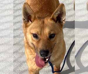 Carolina Dog Dogs for adoption in Tarboro, NC, USA