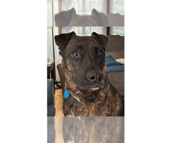 Medium Photo #5 Mutt Puppy For Sale in Greenbelt, MD, USA