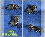 Puppy Sunny Cane Corso-Great Dane Mix