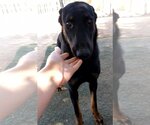 Small Photo #12 Doberman Pinscher-Unknown Mix Puppy For Sale in Apple Valley, CA, USA