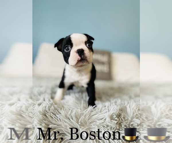 Medium Photo #3 Boston Terrier Puppy For Sale in COOKEVILLE, TN, USA