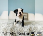 Small #2 Boston Terrier