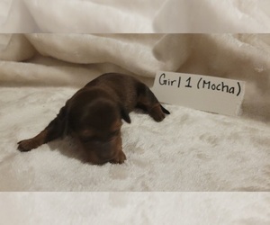 Medium Dachshund