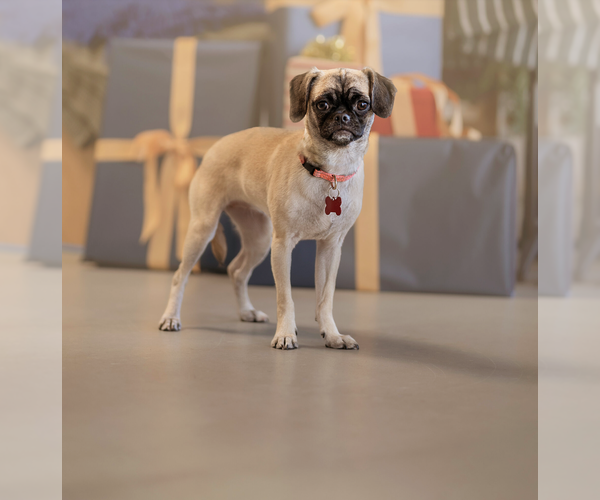 Medium Photo #1 Puggle Puppy For Sale in Marina Del Rey, CA, USA