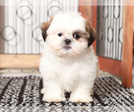 Small #1 Shih Tzu