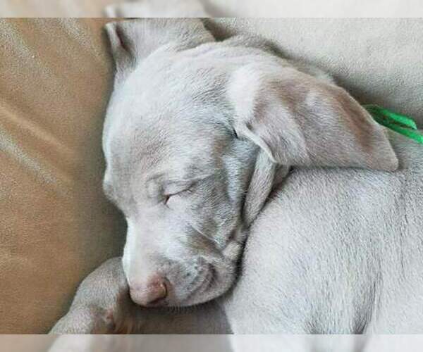 Medium Photo #1 Weimaraner Puppy For Sale in GLEN ROCK, PA, USA
