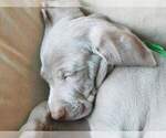 Small Photo #1 Weimaraner Puppy For Sale in GLEN ROCK, PA, USA