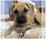 Small #1 Black Mouth Cur-Boxer Mix