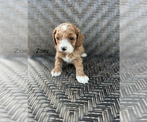 Cockapoo Puppy for sale in TITUSVILLE, FL, USA