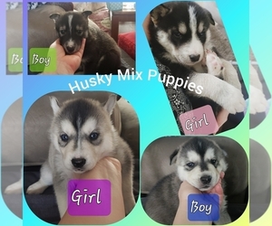 Siberian Husky-Wolf Hybrid Mix Puppy for sale in BEND, OR, USA