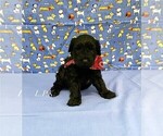 Small #1 Schnoodle (Miniature)