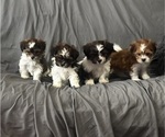 Image preview for Ad Listing. Nickname: Litter of 3