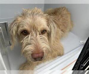 Border Terrier-Unknown Mix Dogs for adoption in Houston, TX, USA