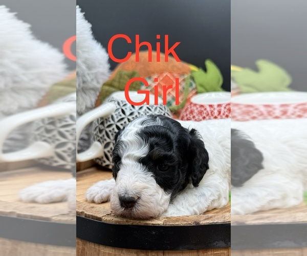 Medium Photo #1 Goldendoodle mix (+ Poodle Miniature) Puppy For Sale in HAYDEN, AL, USA