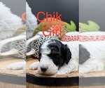 Puppy 3 Goldendoodle mix (+ Poodle Miniature)