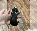 Small Photo #2 Rat Terrier Puppy For Sale in WHITAKERS, NC, USA