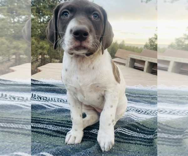 Medium Photo #17 German Shorthaired Pointer Puppy For Sale in WOODLAND PARK, CO, USA