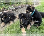 Small #2 German Shepherd Dog