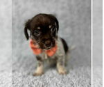 Small #2 Chihuahua Mix