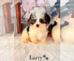 Small #9 YorkiePoo