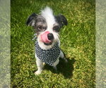 Small #3 Shih Tzu