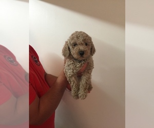 Poodle (Miniature) Puppy for sale in MEDARYVILLE, IN, USA