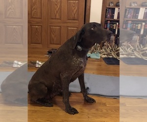 Mother of the German Shorthaired Pointer puppies born on 04/23/2019