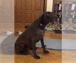 Small Photo #1 German Shorthaired Pointer Puppy For Sale in RANDOLPH, WI, USA