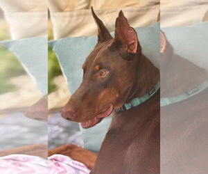 Doberman Pinscher Dogs for adoption in Buffalo, MN, USA