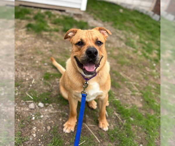 Medium Photo #2 Chinese Shar-Pei-Labrador Retriever Mix Puppy For Sale in Boston, MA, USA