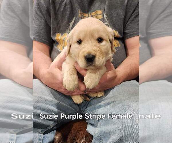 Medium Photo #6 Golden Retriever Puppy For Sale in KINGMAN, AZ, USA