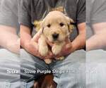 Small Photo #6 Golden Retriever Puppy For Sale in KINGMAN, AZ, USA