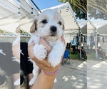 Small #1 Maltipoo