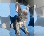 Small Photo #1 French Bulldog Puppy For Sale in MISSOURI CITY, TX, USA