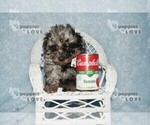 Small #4 Poodle (Toy)
